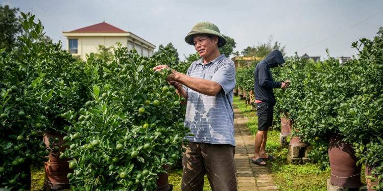Thủ phủ quất Tết ở Ninh Bình 'cháy hàng' từ tháng 9, nhà vườn thắng lớn
