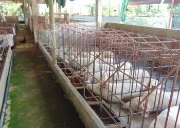 Tiếp tục tăng trên diện rộng