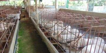 Tiếp tục tăng trên diện rộng