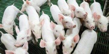 Từ 'tay mơ' đến công ty chăn nuôi hàng đầu Việt Nam