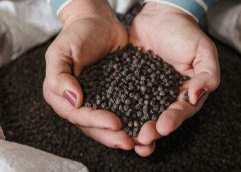 Vietnam earns over $1.5B from pepper export in 11 months