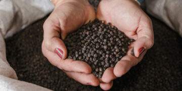 Vietnam earns over $1.5B from pepper export in 11 months