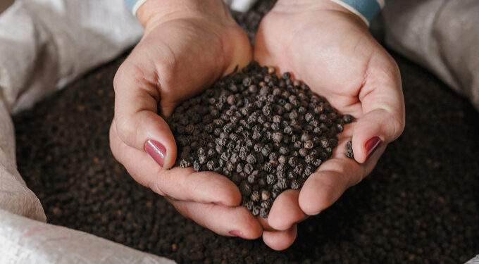 Vietnam earns over $1.5B from pepper export in 11 months