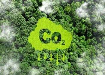 Vietnam’s forest carbon credits draw global interest