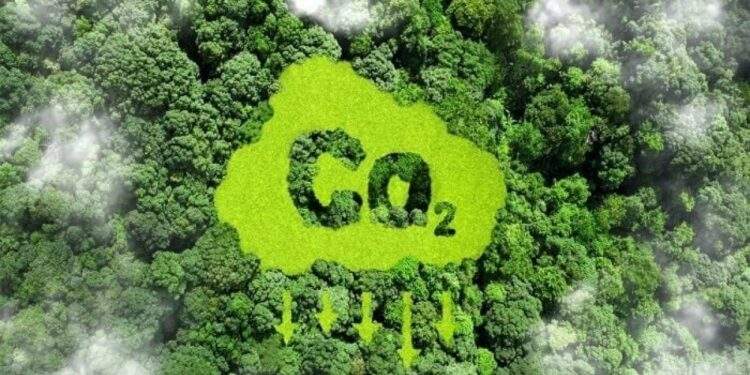 Vietnam’s forest carbon credits draw global interest