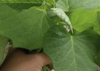 Xuất khẩu lá lạ, bất ngờ thu về 10 triệu USD