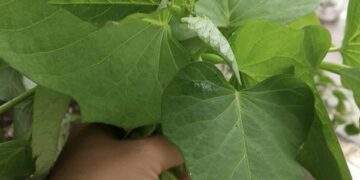 Xuất khẩu lá lạ, bất ngờ thu về 10 triệu USD