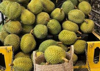 1,000 kg of free durians snapped up in 2 hours at Singapore giveaway