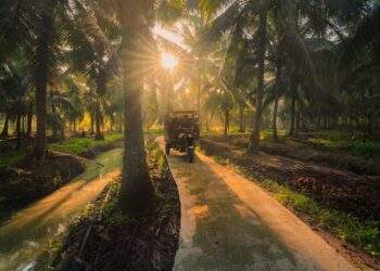 Betrimex và 15.000 ha dừa hữu cơ: Giải bài toán cho ngành dừa Việt Nam - Ảnh 1