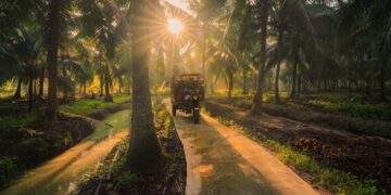 Betrimex và 15.000 ha dừa hữu cơ: Giải bài toán cho ngành dừa Việt Nam - Ảnh 1