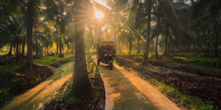 Betrimex và 15.000 ha dừa hữu cơ: Giải bài toán cho ngành dừa Việt Nam - Ảnh 1