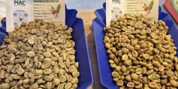 Bốc hơi 3 con số