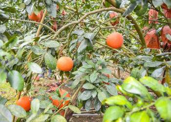 2.	Bưởi đỏ tiến vua chín đều, quả to tròn, màu sắc bắt mắt