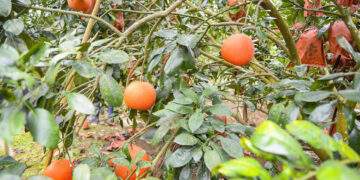 2.	Bưởi đỏ tiến vua chín đều, quả to tròn, màu sắc bắt mắt