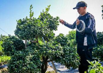 Cây quất 'tam đa' hơn 10 năm tuổi được thuê 30 triệu đồng chơi Tết