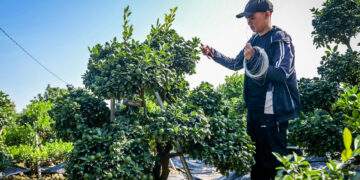 Cây quất 'tam đa' hơn 10 năm tuổi được thuê 30 triệu đồng chơi Tết