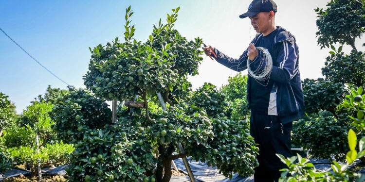 Cây quất 'tam đa' hơn 10 năm tuổi được thuê 30 triệu đồng chơi Tết