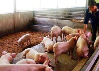 Chủ tịch UBND tỉnh Cà Mau có chỉ đạo "nóng" liên quan an toàn thực phẩm dịp Tết