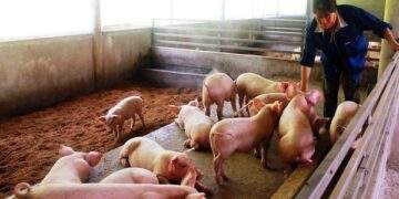 Chủ tịch UBND tỉnh Cà Mau có chỉ đạo "nóng" liên quan an toàn thực phẩm dịp Tết