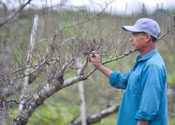 Chưa kịp xuống lá, vườn đào phai ở Thanh Hoá đã được thương lái chốt đơn