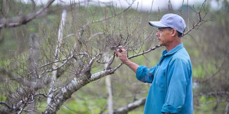 Chưa kịp xuống lá, vườn đào phai ở Thanh Hoá đã được thương lái chốt đơn