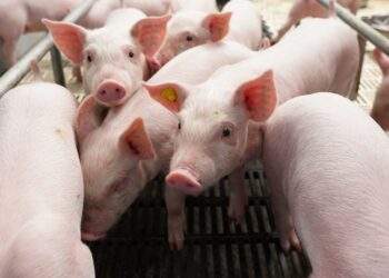 Cơ hội 'lội ngược dòng' sau chu kỳ biến động của ngành chăn nuôi