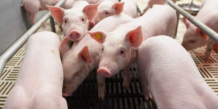 Cơ hội 'lội ngược dòng' sau chu kỳ biến động của ngành chăn nuôi