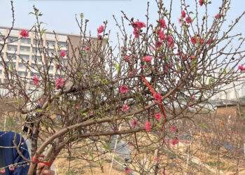 Đào huyền tấp nập khách mua, chưa Tết Bính Ngọ dân buôn đã chốt bán nghìn cành