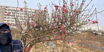 Đào huyền tấp nập khách mua, chưa Tết Bính Ngọ dân buôn đã chốt bán nghìn cành