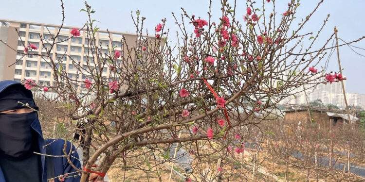 Đào huyền tấp nập khách mua, chưa Tết Bính Ngọ dân buôn đã chốt bán nghìn cành