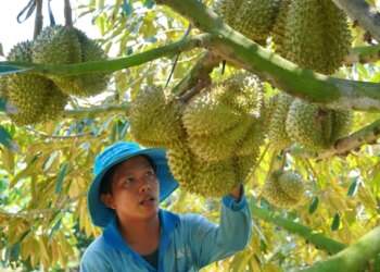 Durian exports soar to record $3.8B