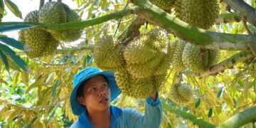 Durian exports soar to record $3.8B
