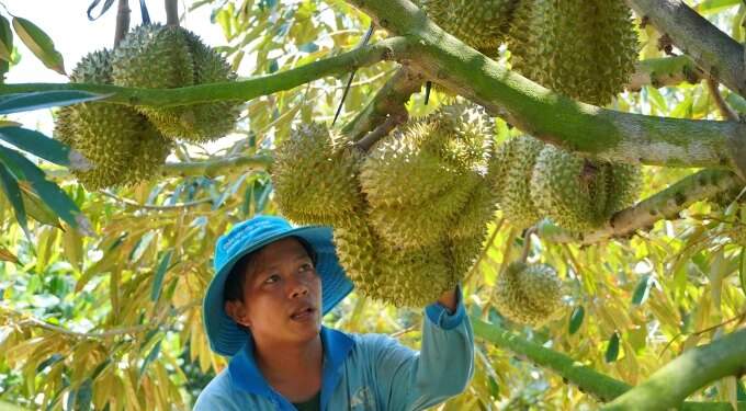 Durian exports soar to record $3.8B