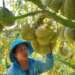 Durian exports soar to record $3.8B