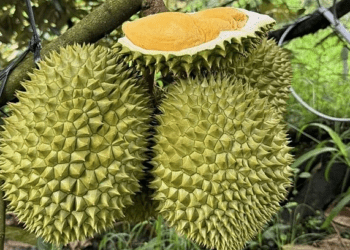 Fruit, vegetable exports hit record $8.5B