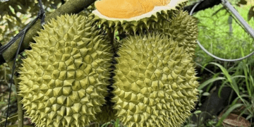 Fruit, vegetable exports hit record $8.5B