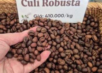 Giá cà phê lên đỉnh đẩy xuất khẩu cà phê Việt Nam lên 9 tỉ USD