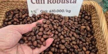 Giá cà phê lên đỉnh đẩy xuất khẩu cà phê Việt Nam lên 9 tỉ USD