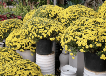 Giá cúc mâm xôi Tết có rẻ khi nhiều nơi kêu “giải cứu”?