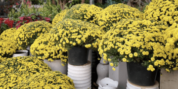 Giá cúc mâm xôi Tết có rẻ khi nhiều nơi kêu “giải cứu”?