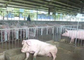 Giá heo hơi hôm nay, 13-1, tiếp tục bật tăng mạnh