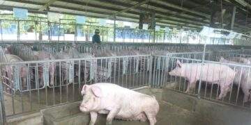 Giá heo hơi hôm nay, 13-1, tiếp tục bật tăng mạnh