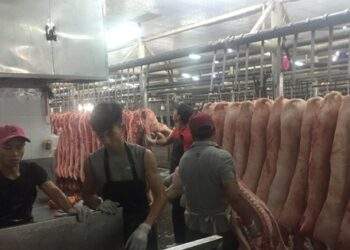 Giá heo mảnh tại chợ đầu mối tăng mạnh