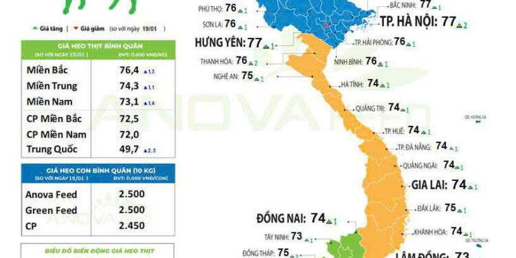 Khảo sát giá lợn hơi xuất chuồng trên cả nước ngày 20/1, do Bộ phận nghiên cứu thị trường của  Công ty ANOVA Feed (chuyên sản xuất thức ăn chăn nuôi) thực hiện. 