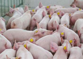 Giá lợn hơi leo thang; bia Tết giảm giá sớm