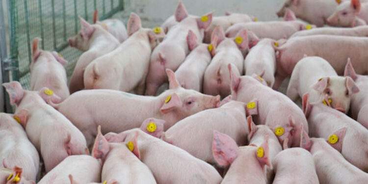 Giá lợn hơi leo thang; bia Tết giảm giá sớm