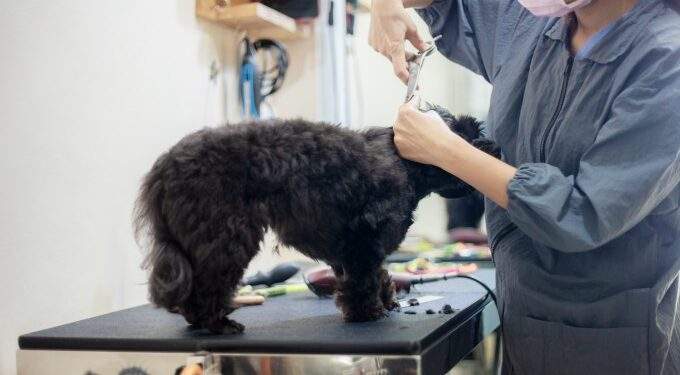 Việc trang bị máy lọc khí công suất lớn giúp xử lý triệt để mùi hôi và lông thú, nâng cao chất lượng dịch vụ tại các mô hình kinh doanh đặc thù. Ảnh: vecteezy.