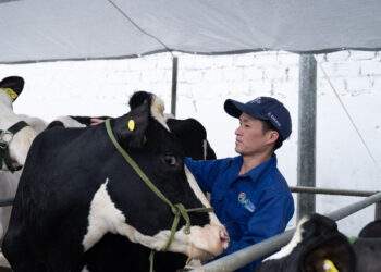 Hành trình gần 7 thập kỷ của những ‘nghệ nhân sữa’ Mộc Châu