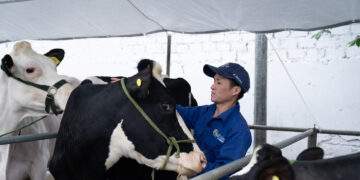 Hành trình gần 7 thập kỷ của những ‘nghệ nhân sữa’ Mộc Châu