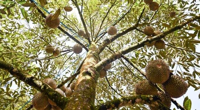 How China’s appetite for Musang King durian transformed a former Malaysian gold town